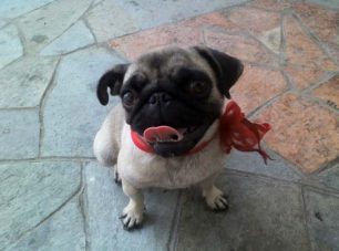 Χάθηκε θηλυκός σκύλος ράτσας Pug στα Βριλήσσια Αττικής
