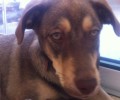 Έσωσαν την σκυλίτσα που βρήκαν στο Καβούρι Βουλιαγμένης και θα την κάνουν μετανάστρια