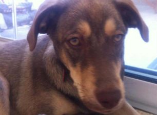 Έσωσαν την σκυλίτσα που βρήκαν στο Καβούρι Βουλιαγμένης και θα την κάνουν μετανάστρια