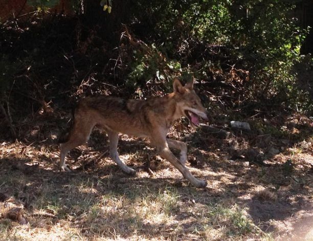 Ανάρρωσε ο λύκος που βρέθηκε πυροβολημένος και άρρωστος στην Κερκίνη Σερρών