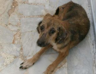 Συνέρχεται ο άρρωστος σκύλος που βρέθηκε εξαθλιωμένος στο Δήλεσι Βοιωτίας