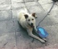 Χάθηκε θηλυκός σκύλος στον Χολαργό Αττικής