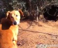 Άλλο ένα βαρελόσκυλο στο Κοφίνι Αργολίδας (βίντεο)