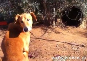 Άλλο ένα βαρελόσκυλο στο Κοφίνι Αργολίδας (βίντεο)