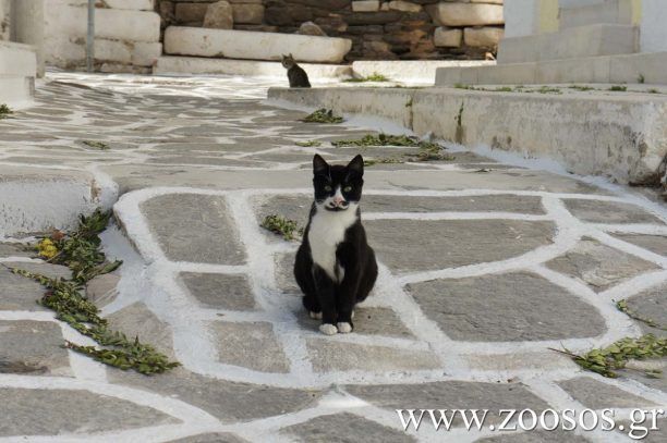 Το παζάρι του P.A.W.S. για τα αδεσποτάκια της Πάρου