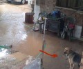 Ο αλυσοδεμένος σκύλος και η νεροποντή στην Κρήνη της Πάτρας