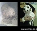 Η σκυλίτσα με τη γούνα – σφουγγαρίστρα που βρέθηκε στην Αγία Βαρβάρα Αττικής μεταμορφώθηκε
