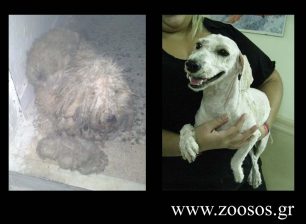 Η σκυλίτσα με τη γούνα – σφουγγαρίστρα που βρέθηκε στην Αγία Βαρβάρα Αττικής μεταμορφώθηκε
