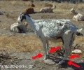Τι βλέπει ο τουρίστας στη Σίκινο; Τους βοσκούς να βασανίζουν κατσίκες (βίντεο)