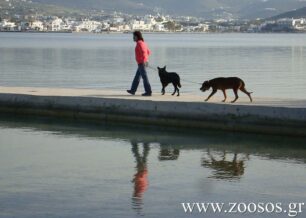 Αναζητούν χωράφι για τη δημιουργία Δημοτικού Καταφυγίου Αδέσποτων Ζώων στην Πάρο