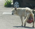 Θεσσαλονίκη: Χειρουργήθηκε επιτυχώς το σκυλί με τον όγκο βάρους 6 κιλών