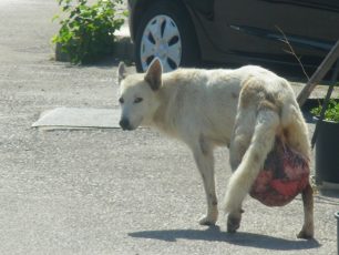 Θεσσαλονίκη: Χειρουργήθηκε επιτυχώς το σκυλί με τον όγκο βάρους 6 κιλών