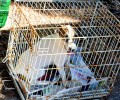 Έσωσαν τα ζώα από τον παράνομο εκτροφέα - εκμεταλλευτή τους στον Μαραθώνα (βίντεο)