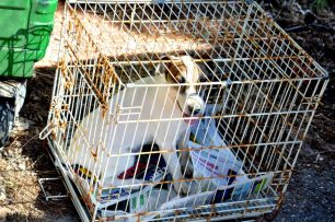 Έσωσαν τα ζώα από τον παράνομο εκτροφέα - εκμεταλλευτή τους στον Μαραθώνα (βίντεο)