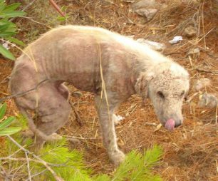 Σοβαρά άρρωστο σκυλί στην Κερατέα