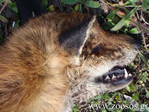 Παλαιόκαστρο Κοζάνης: Ζούσε μέσα στο χωριό για καιρό η αλεπού που αρρώστησε από τη λύσσα