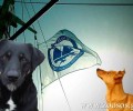 Έκκληση για την σίτιση 130 σκυλιών στη Σάμο κάνει το ΑΡΧΙΠΕΛΑΓΟΣ