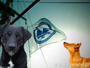 Έκκληση για την σίτιση 130 σκυλιών στη Σάμο κάνει το ΑΡΧΙΠΕΛΑΓΟΣ