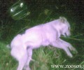 Ακόμα ένα νεκρό σκυλί στη Δ.Ε.Η. της Μεγαλόπολης