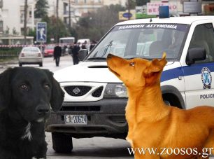 Τον συνέλαβαν γιατί τραυμάτισε σκύλο πυροβολώντας τον στα Πολλά Νερά Ημαθίας