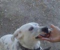 Βρέθηκε σκύλος στον λόφο Πανί στον Άλιμο Αττικής