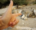 Ηράκλειο Κρήτης: Δύο πιτσιρίκια σκότωσαν με αεροβόλο τη γάτα της γειτόνισσας τους στην Άνω Βιάννο!