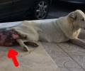 Θεσσαλονίκη: Προσπαθούν να σώσουν το τρίποδο σκυλί με τον τεράστιο όγκο