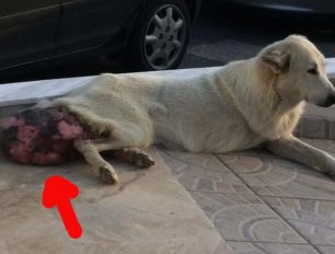 Θεσσαλονίκη: Προσπαθούν να σώσουν το τρίποδο σκυλί με τον τεράστιο όγκο