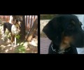 Εξαφανίστηκαν δύο σκυλιά από την Κάντζα Αττικής