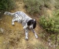 Σκύλος ράτσας βρέθηκε να περιφέρεται στο δάσος στον Μπράλο Φθιώτιδας