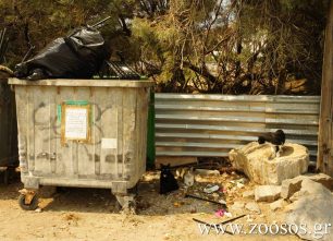 Πέταξαν στα σκουπίδια τις κότες ζωντανές στη Νάουσα της Πάρου