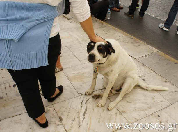 731 στειρώσεις αδέσποτων στη Ρόδο