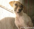 Ο Δήμος Θηβών έδωσε εντολή να εγκαταλειφθούν τα άρρωστα σκυλιά