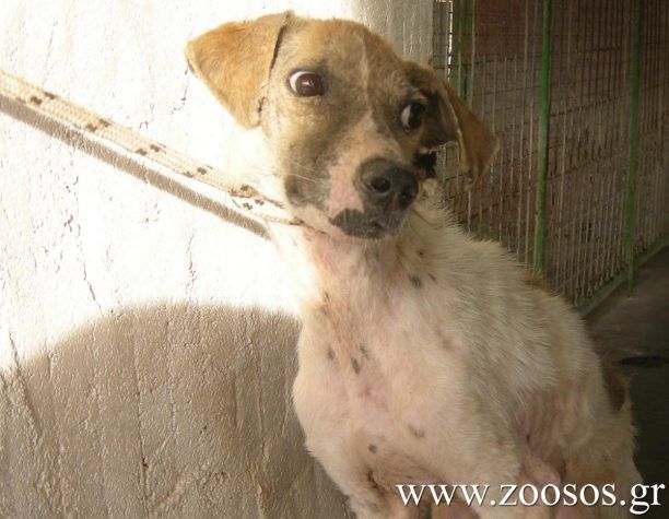 Ο Δήμος Θηβών έδωσε εντολή να εγκαταλειφθούν τα άρρωστα σκυλιά