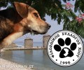 Φιλοζωικός Σύλλογος Χίου: Να γίνουμε η φωνή των ζώων που κακοποιούνται