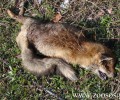 Αλεπού με λύσσα εντοπίστηκε στο Παλαιόκαστρο Κοζάνης μετά από 25 χρόνια