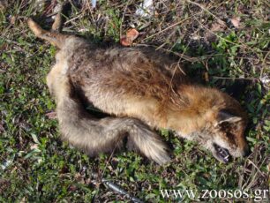 7 αλεπούδες και 6 σκυλιά νεκρά από φόλες με κυάνιο στον Έβρο