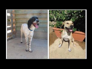 Βonnie και Clyde… Δύο σκυλιά που κακοποιήθηκαν από τον ιδιοκτήτη τους ψάχνουν σπίτι