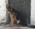 Βρήκαν τον σκύλο στην Εγνατία Οδό και δεν νοιάστηκαν να ψάξουν σε ποιον ανήκει