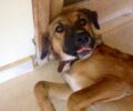 Έχασαν 10 μηνών σκυλίτσα στο Ηράκλειο της Κρήτης