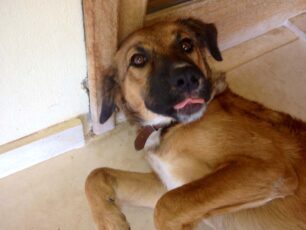 Έχασαν 10 μηνών σκυλίτσα στο Ηράκλειο της Κρήτης