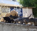 Πρόγραμμα στειρώσεων αδέσποτων γατιών στην Αθήνα τον Οκτώβριο
