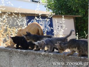 Πρόγραμμα στειρώσεων αδέσποτων γατιών στην Αθήνα τον Οκτώβριο
