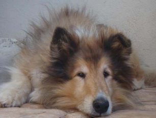 Χάθηκε Κόλεϊ σκύλος 11 ετών στον Άγιο Στέφανο Αττικής