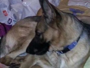 Χάθηκε σκύλος Γερμανικός Ποιμενικός στο Πόρτο Ράφτη  Αττικής