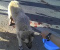 Μαραθώνας Αττικής: Έσερνε τον αλυσοδεμένο σκύλο τρέχοντας με το αυτοκίνητο για να τον τιμωρήσει!