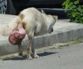 Θεσσαλονίκη: Ας βοηθήσουμε εκείνους που απάλλαξαν τον σκύλο από τον τεράστιο όγκο