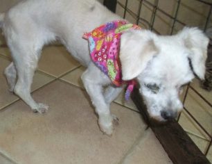 Βρέθηκε τυφλό σκυλάκι στου Παπάγου Αττικής