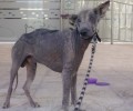 Ξεκίνησε η θεραπεία του πολύ άρρωστου σκύλου που βρέθηκε στο Περιστέρι Αττικής