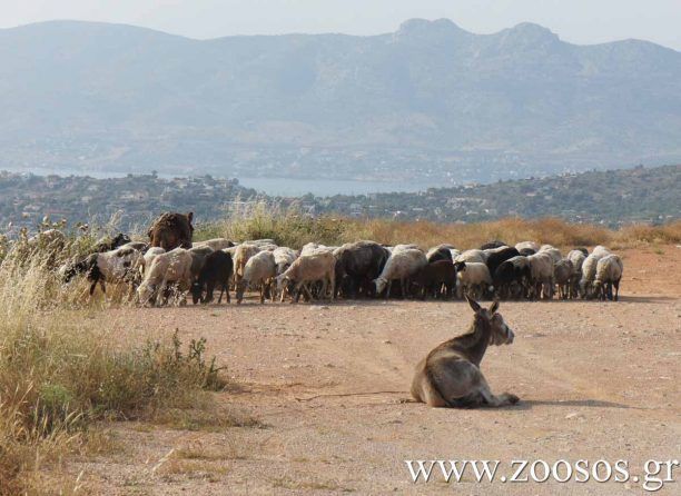 Ηράκλειο Κρήτης: Τον συνέλαβαν για τον εκτεθειμένο σκύλο και για τα κλεμμένα πρόβατα